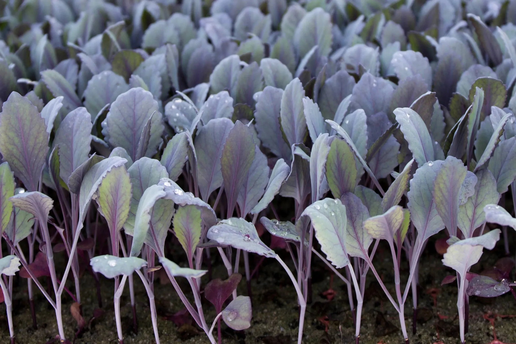 Sterke planten voor de vollegrond, geleverd op het juiste moment.