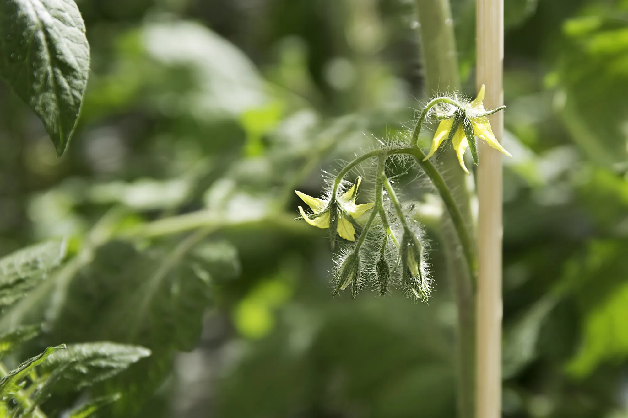 Jonge groenteplanten met een biologische basis en een sterke start.