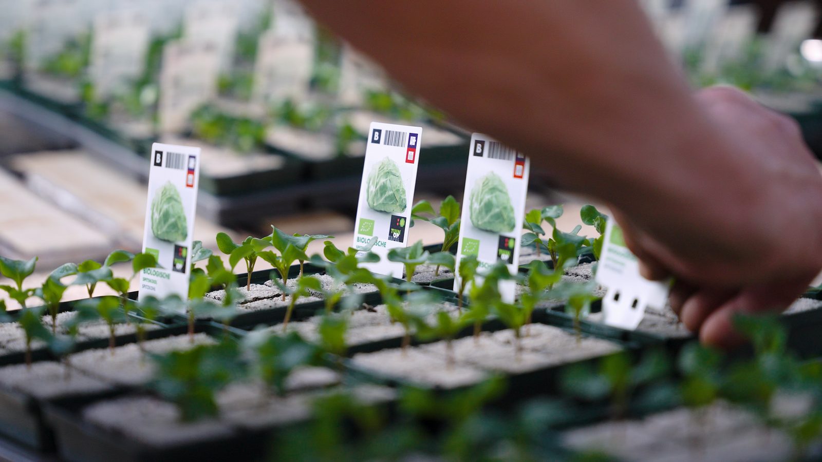 Etiketteren van jonge planten